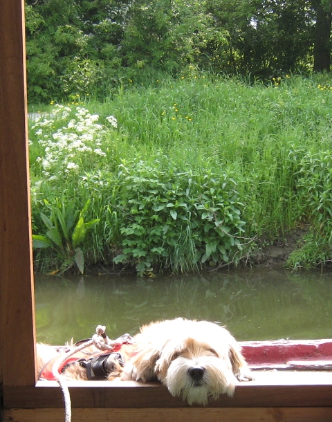Tilly cruising